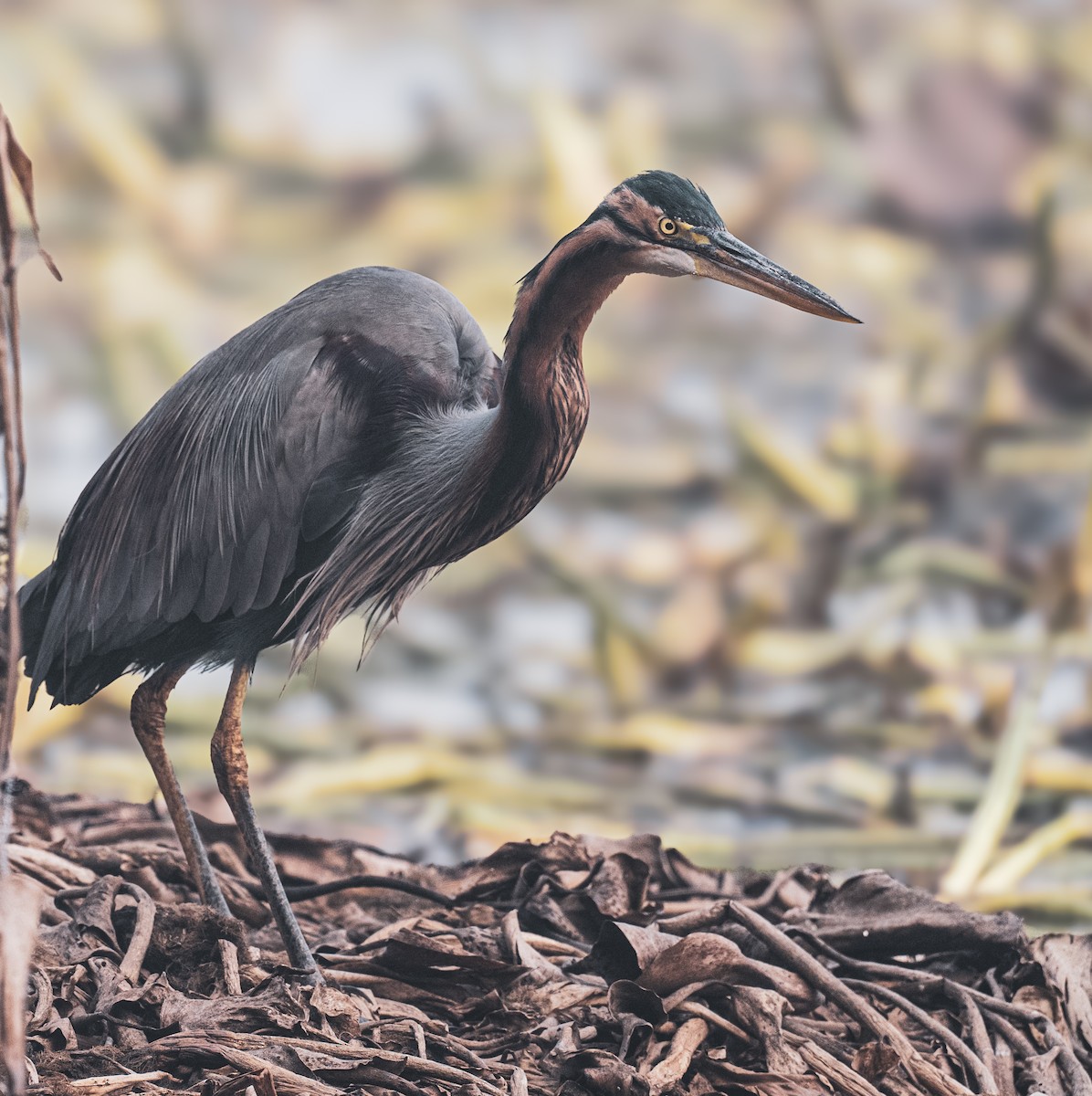 Чапля руда - ML649204946