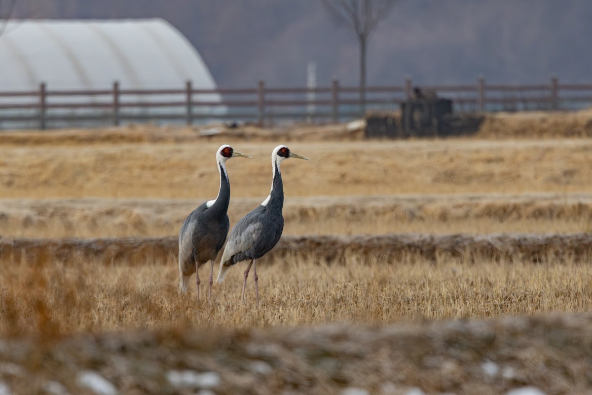 Журавель даурський - ML649204949