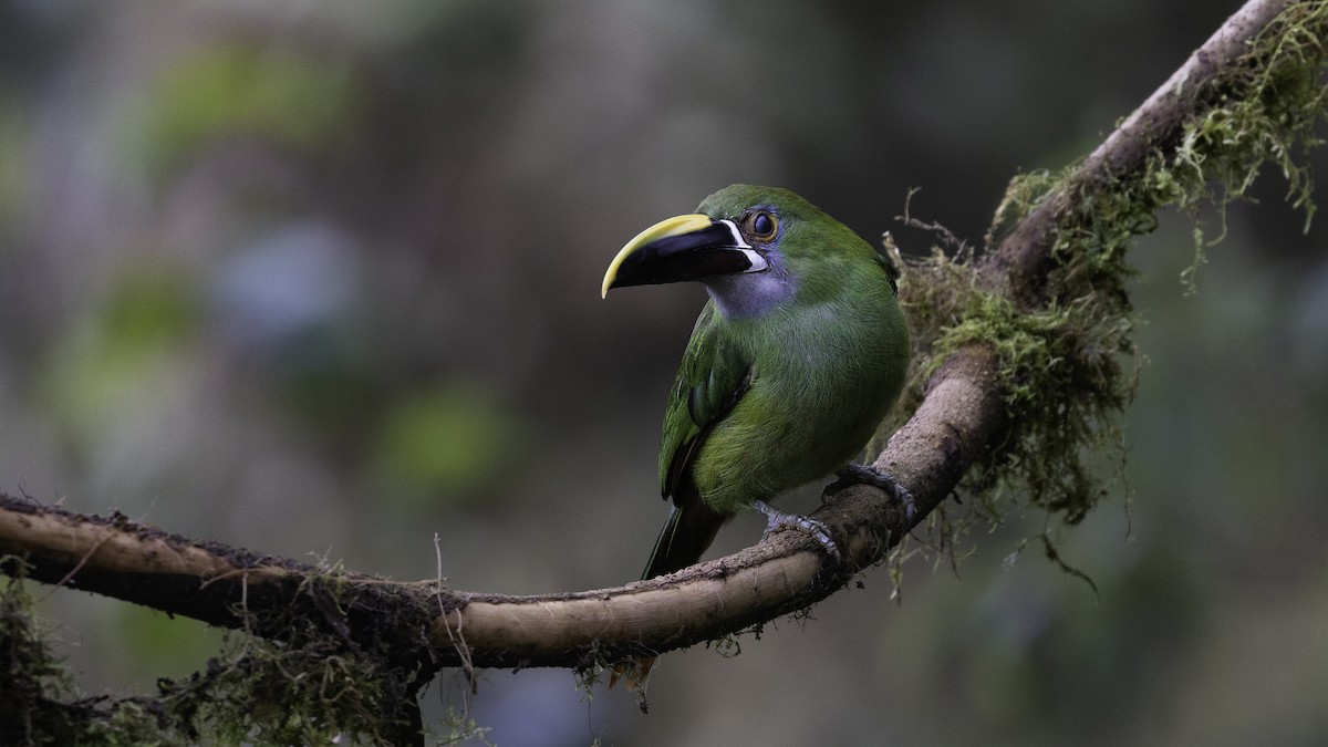 Тукан білогорлий - ML649204956