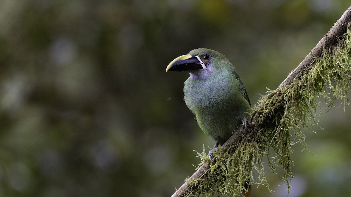 Тукан білогорлий - ML649204957