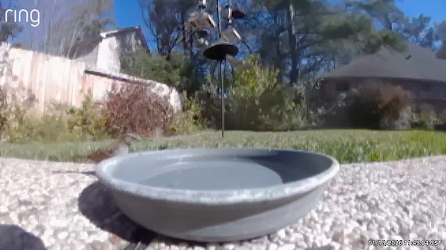 Бруант білогорлий - ML649204958