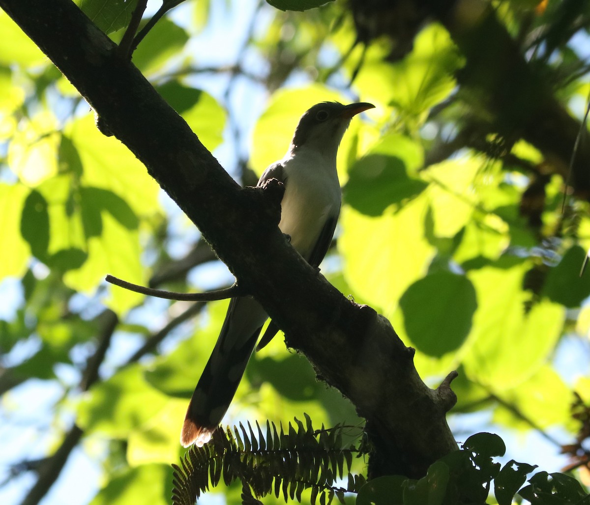 Yellow-billed Cuckoo - ML649205091