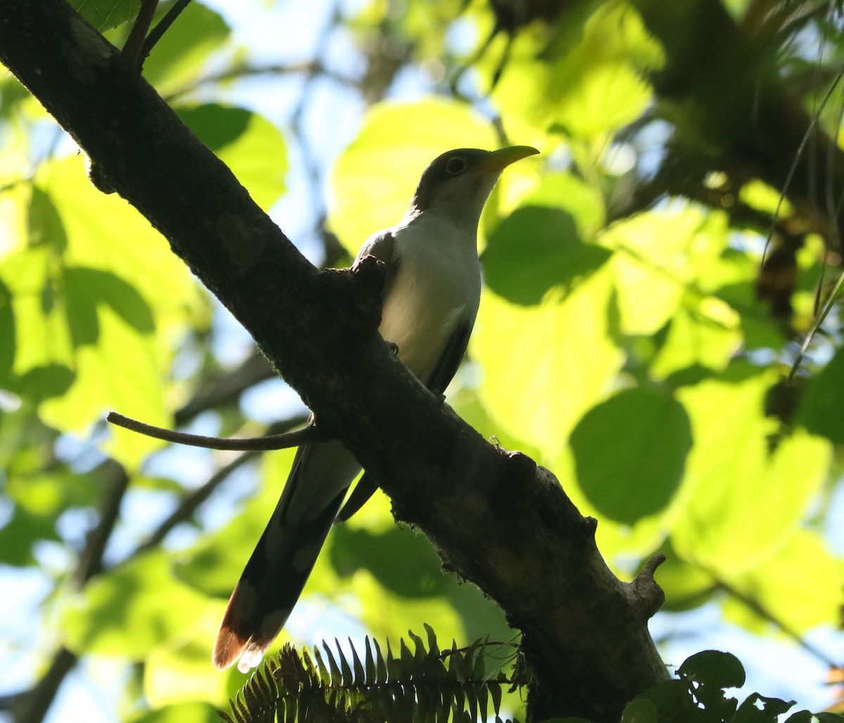Yellow-billed Cuckoo - ML649205097