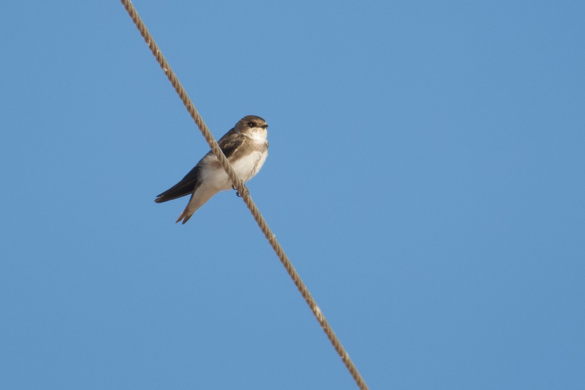 Береговушка - ML649205210