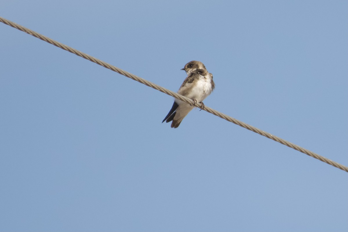 Береговушка - ML649205214