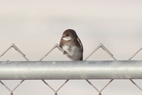 Береговушка - ML649205504