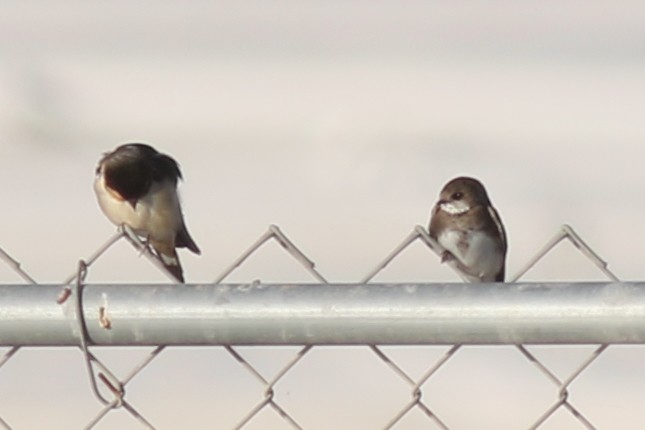 Береговушка - ML649205505