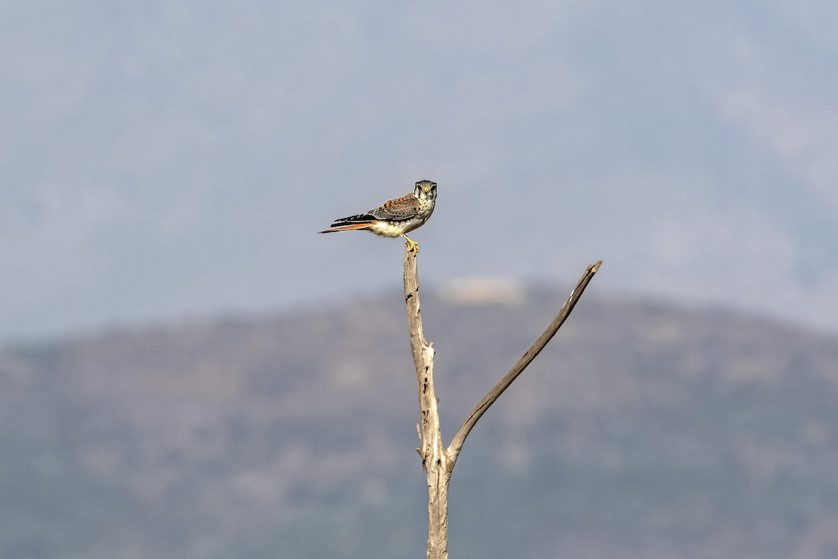 בז אמריקני - ML649205707
