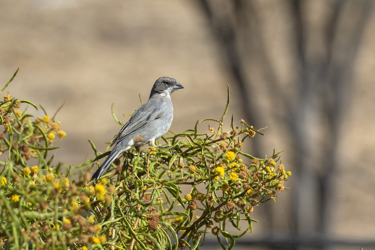 Diuca Finch - ML649205715