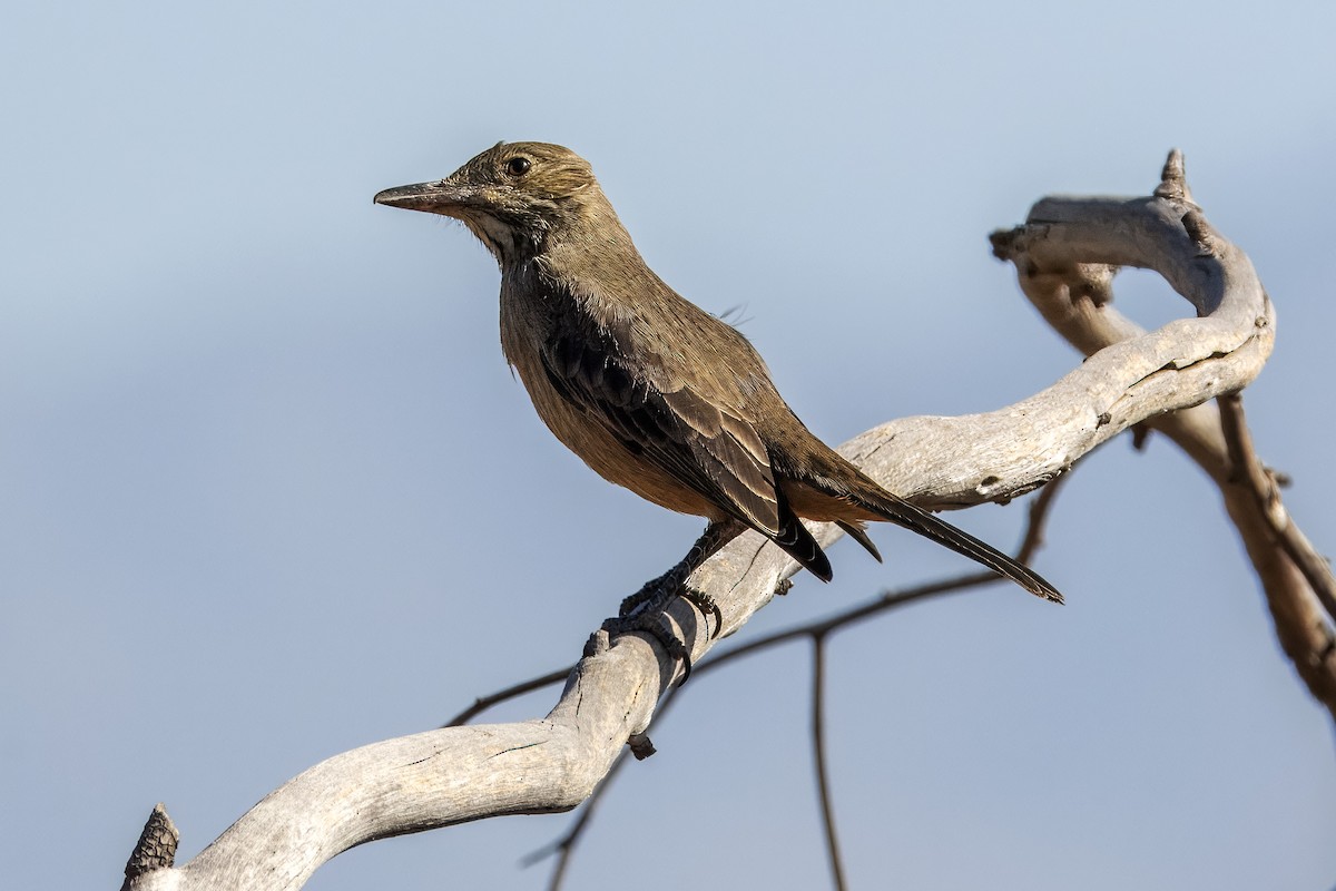 Great Shrike-Tyrant - ML649205723