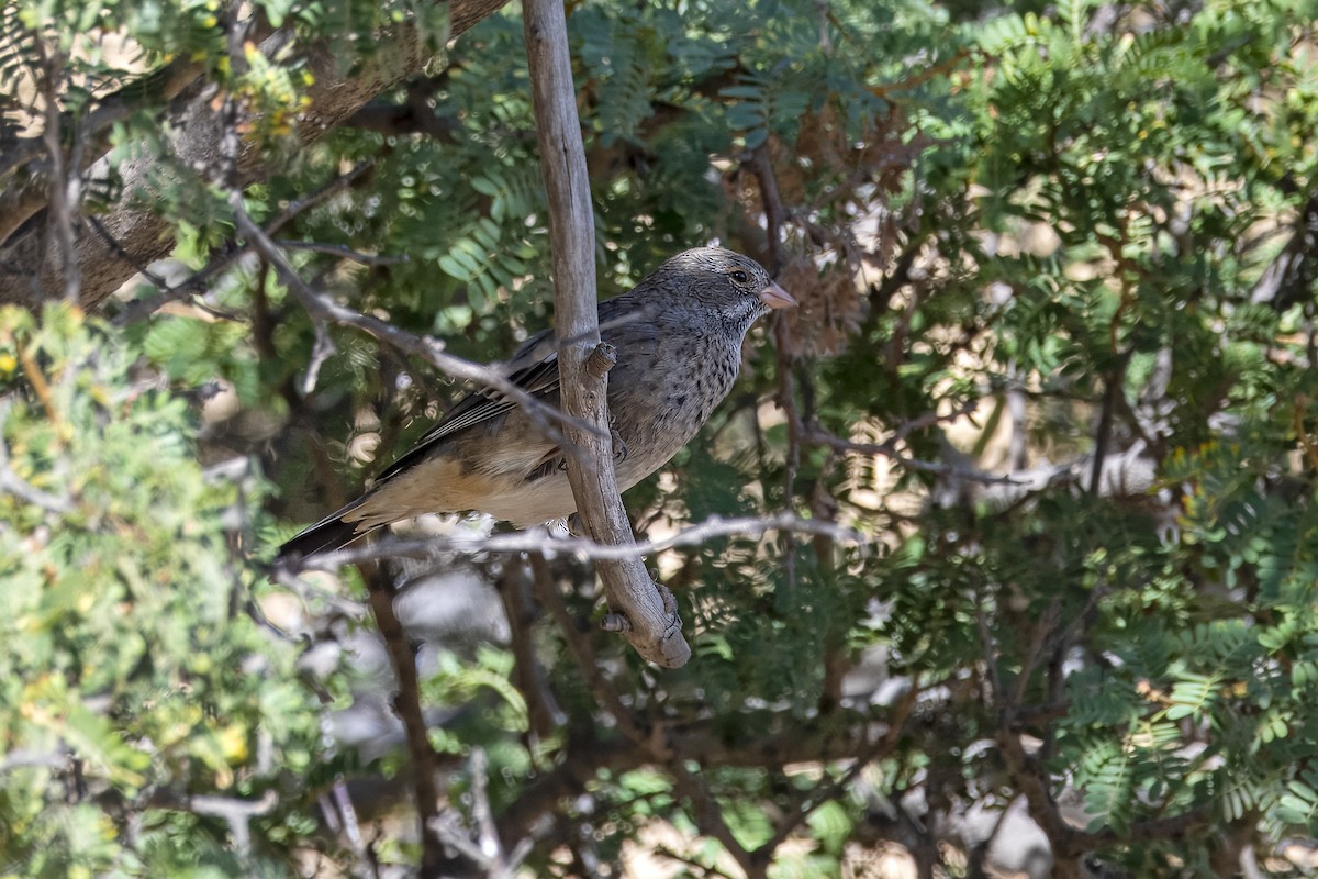 Mourning Sierra Finch - ML649205744