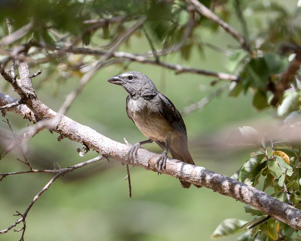Pepitero Grisáceo del Caribe - ML649206122