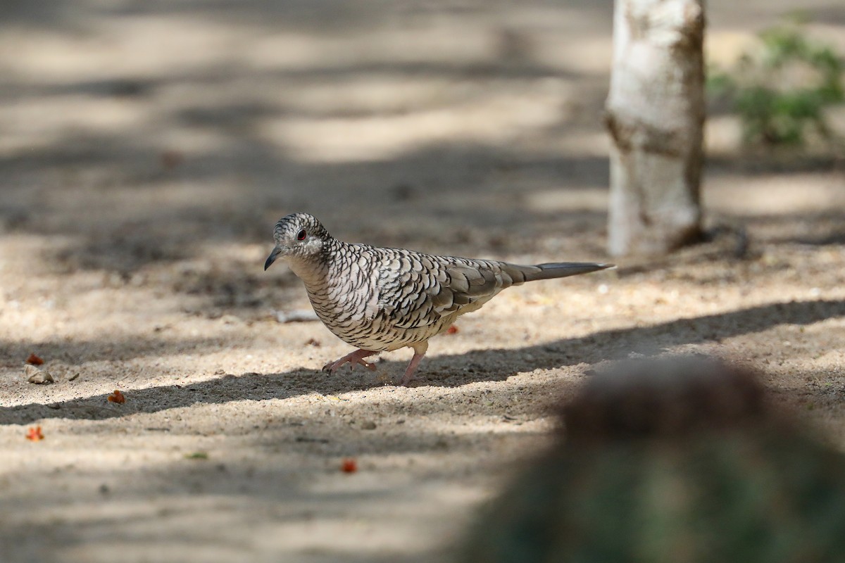 Tortolita Escamosa - ML649206133