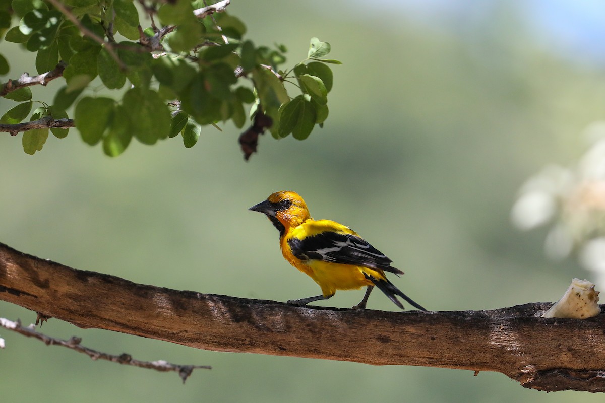 Turpial Amarillo - ML649206138