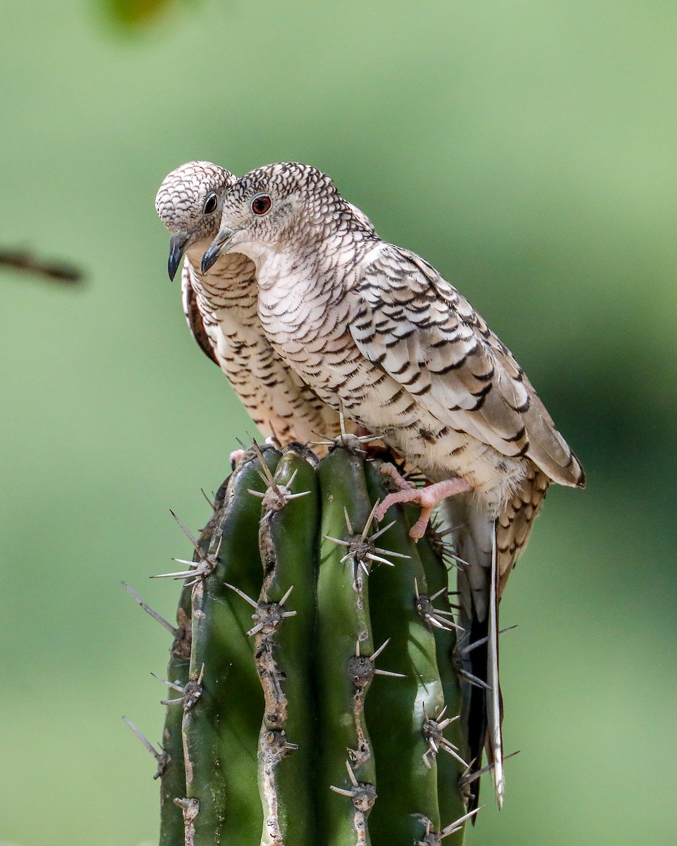 Tortolita Escamosa - ML649206145