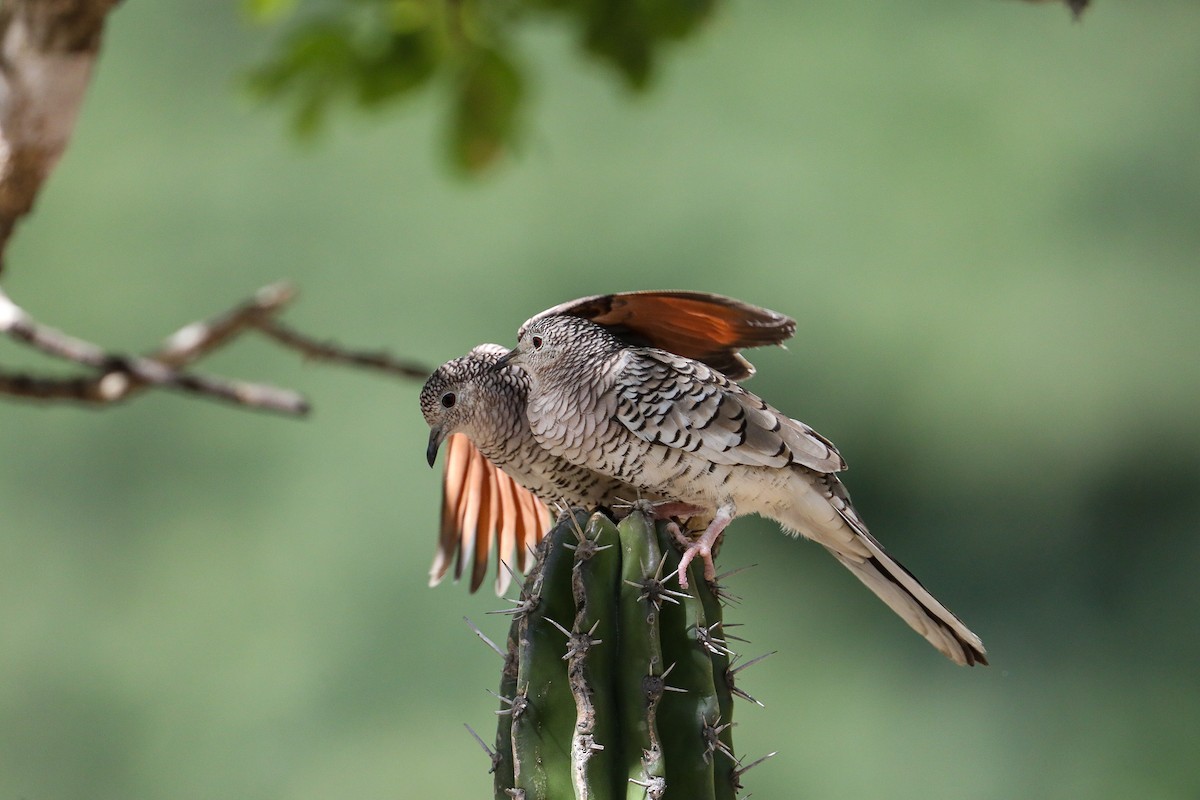 Tortolita Escamosa - ML649206148