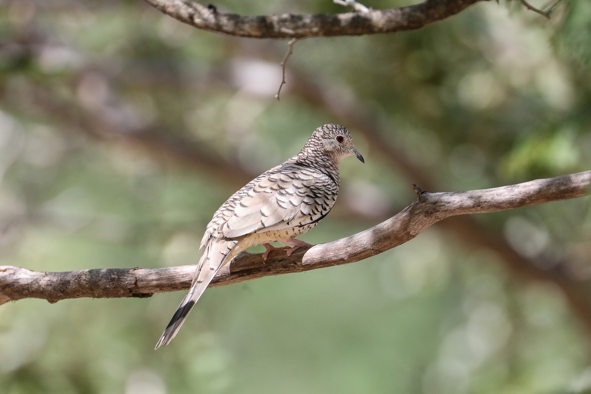 Tortolita Escamosa - ML649206151