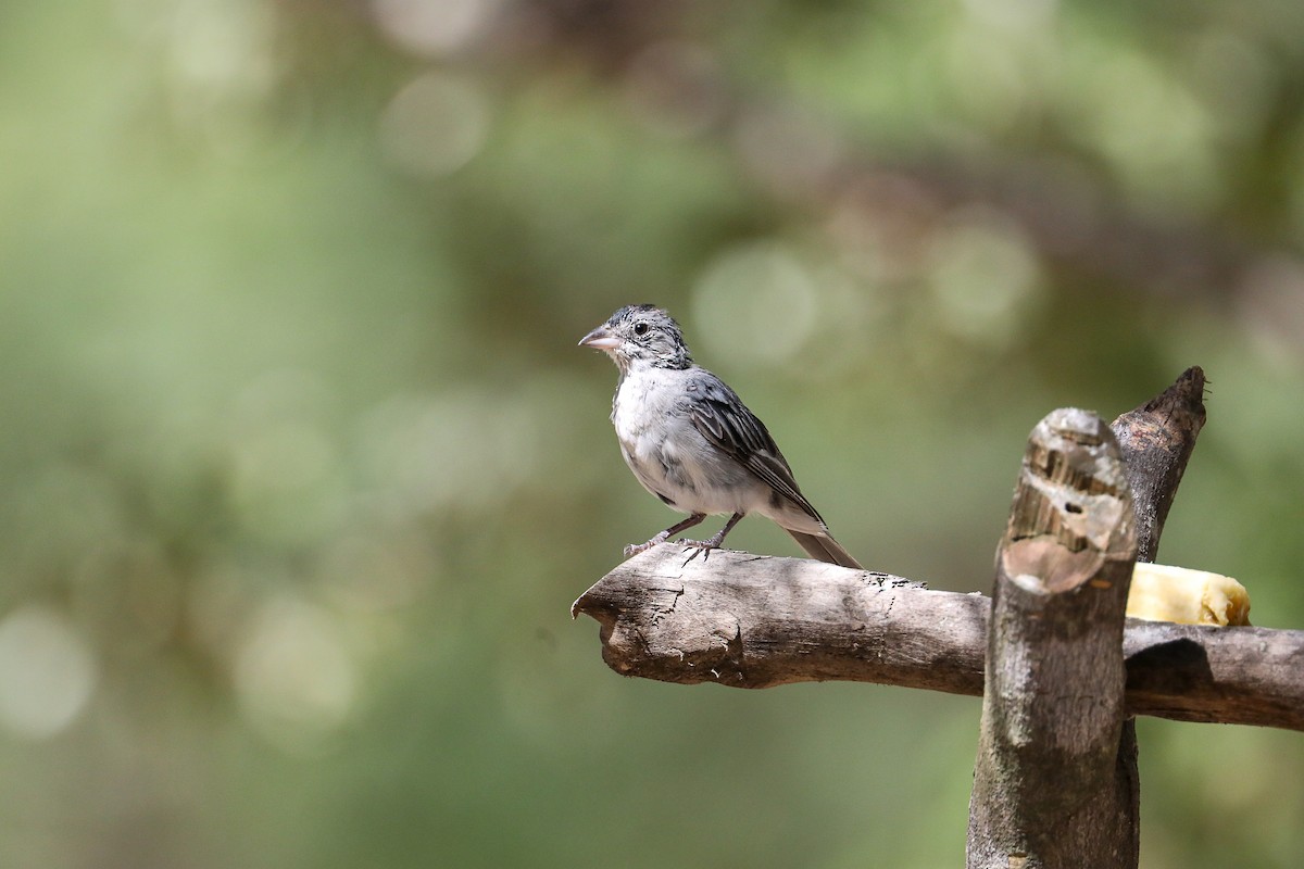 Soldadito Capirotado - ML649206162