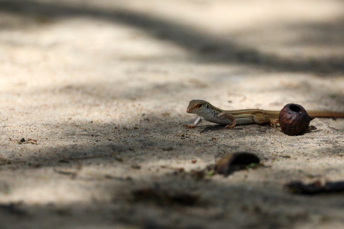 Reptiles - ML649206178