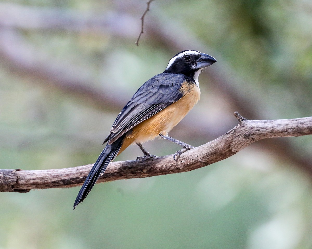 Pepitero del Orinoco - ML649206208