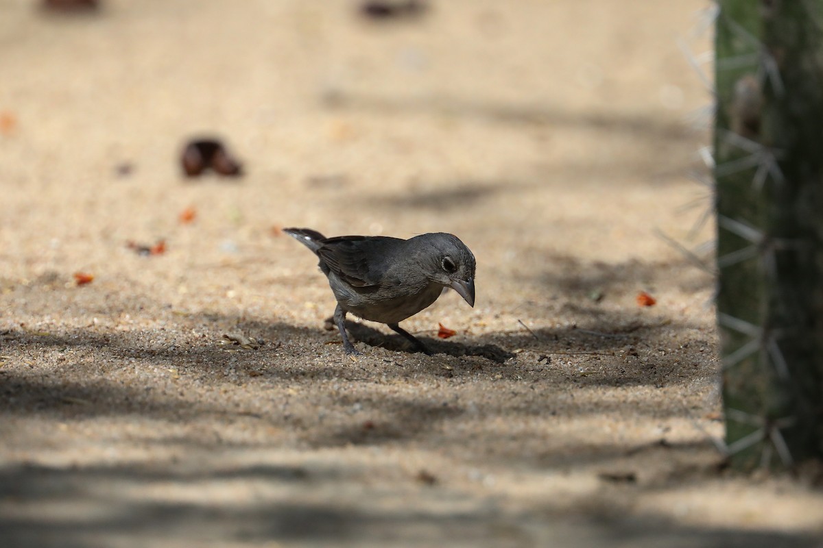 Soldadito Capirotado - ML649206212