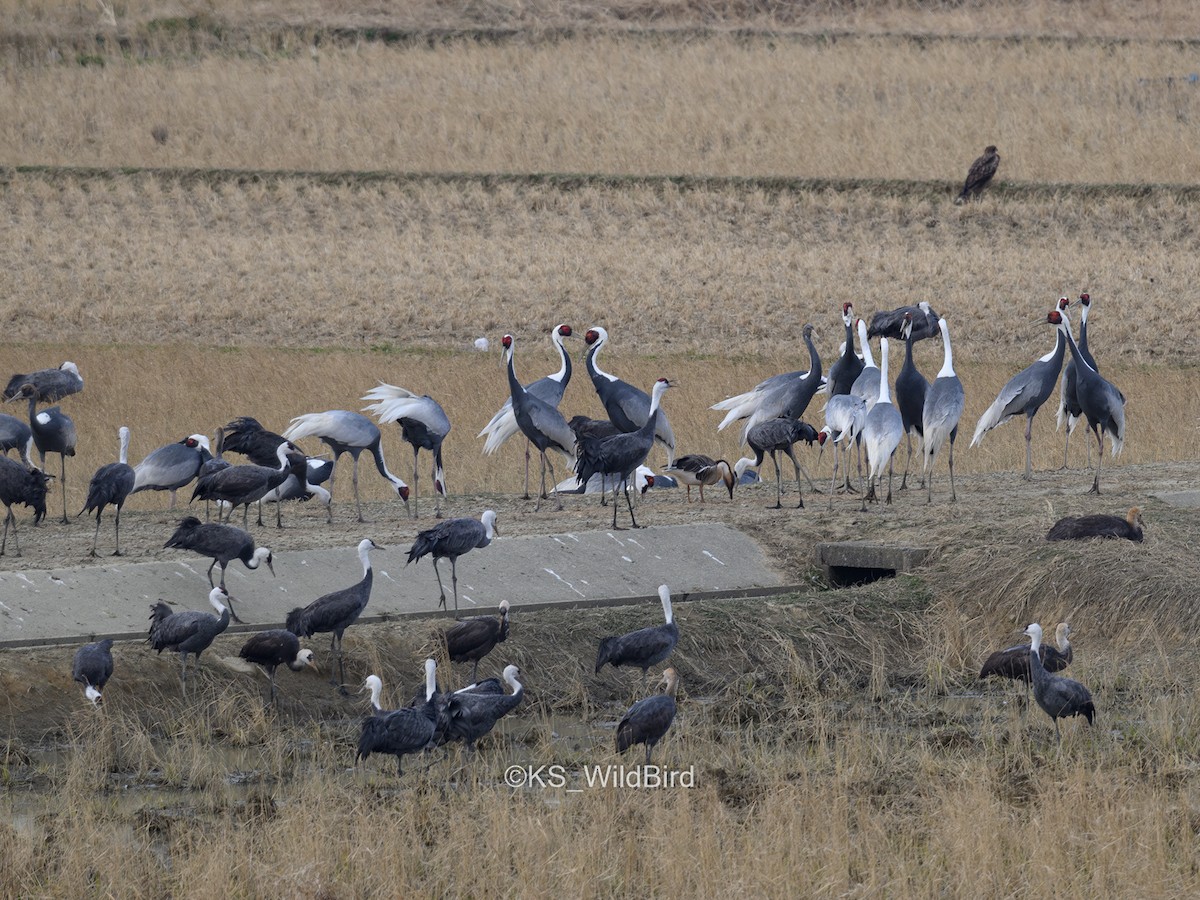 Ánsar Cisnal - ML649206240