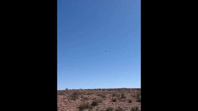 Eastern Clapper Lark - ML649206308