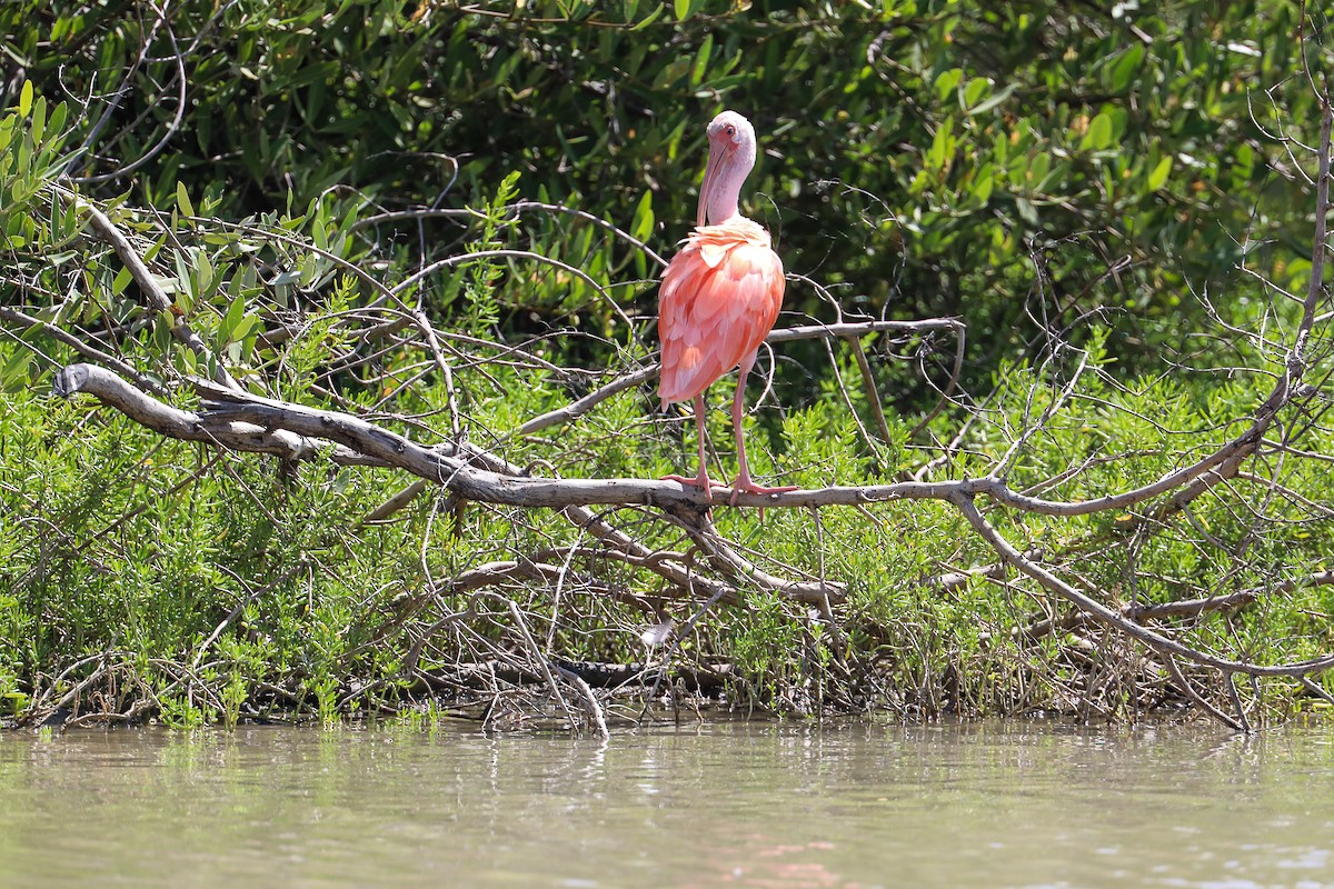 Corocoro Blanco x Rojo (híbrido) - ML649206316