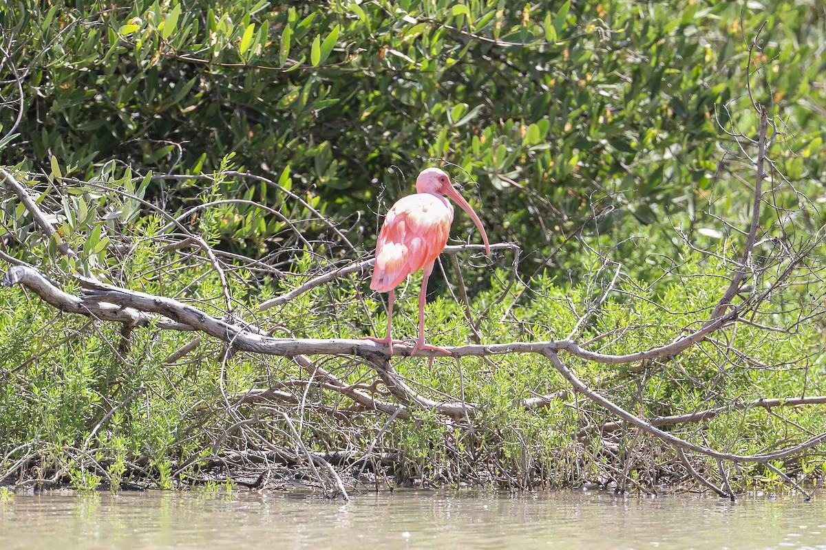 Corocoro Blanco x Rojo (híbrido) - ML649206317