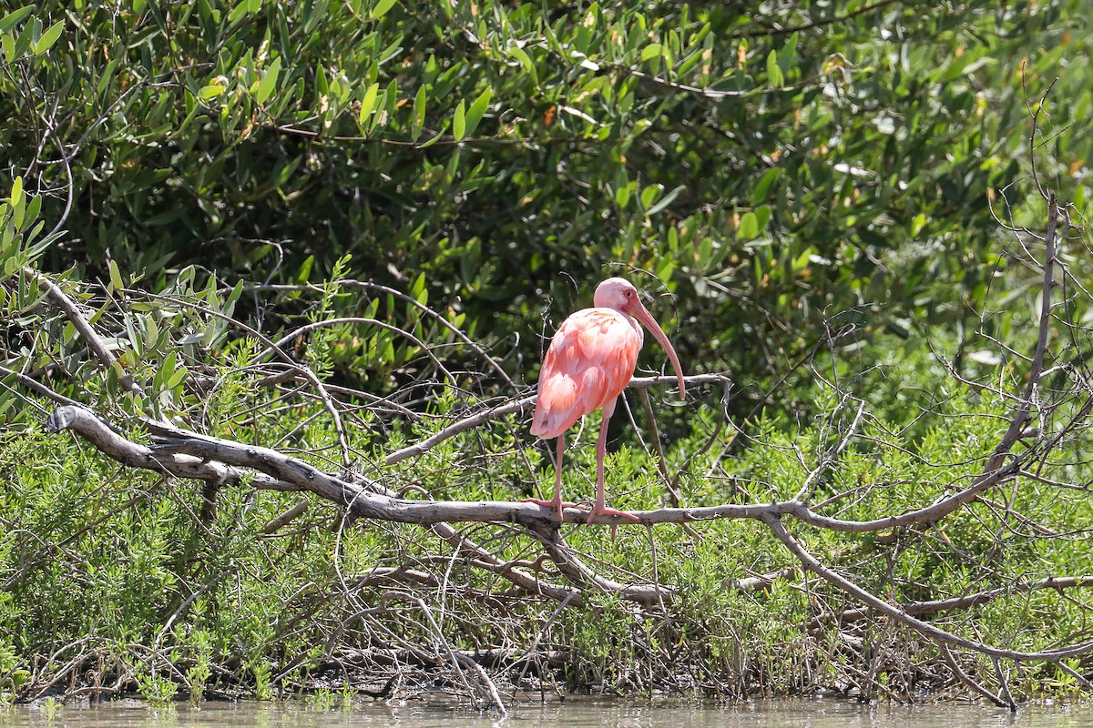 Corocoro Blanco x Rojo (híbrido) - ML649206318