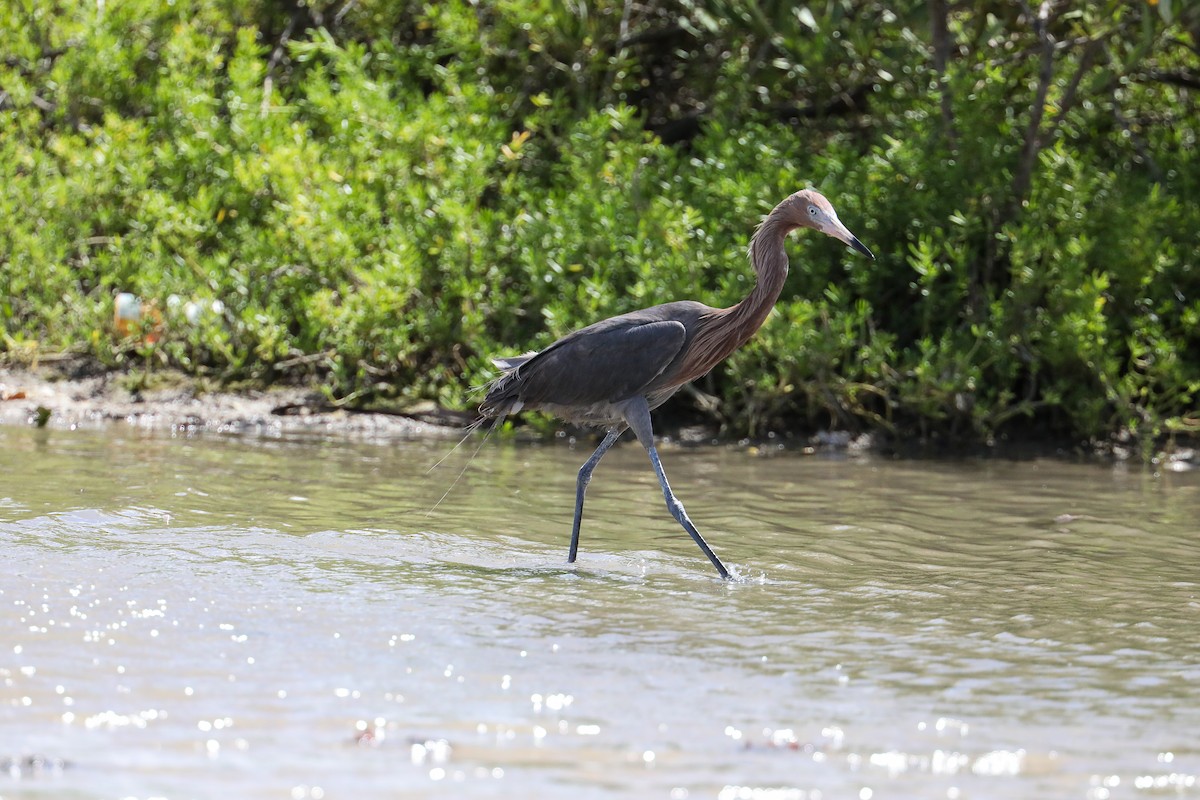 Garceta Rojiza - ML649206336