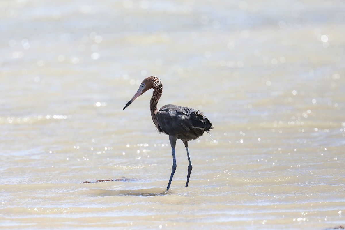 Garceta Rojiza - ML649206337