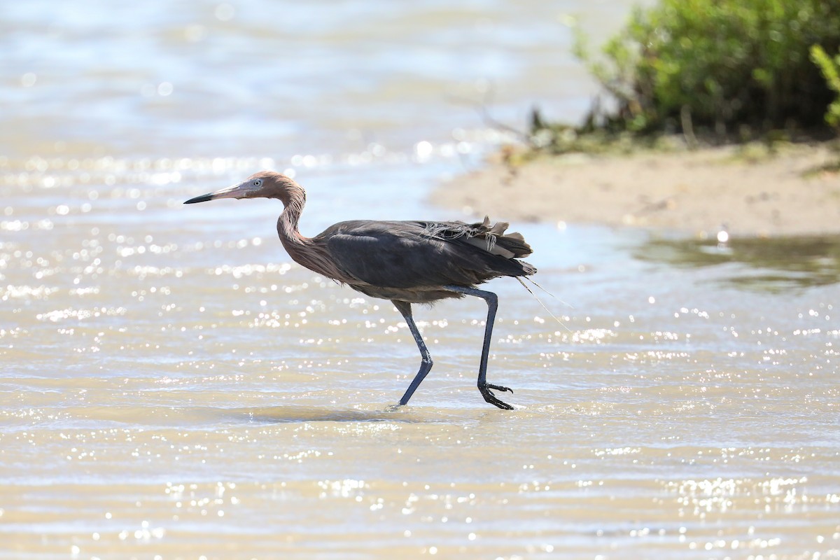 Garceta Rojiza - ML649206338