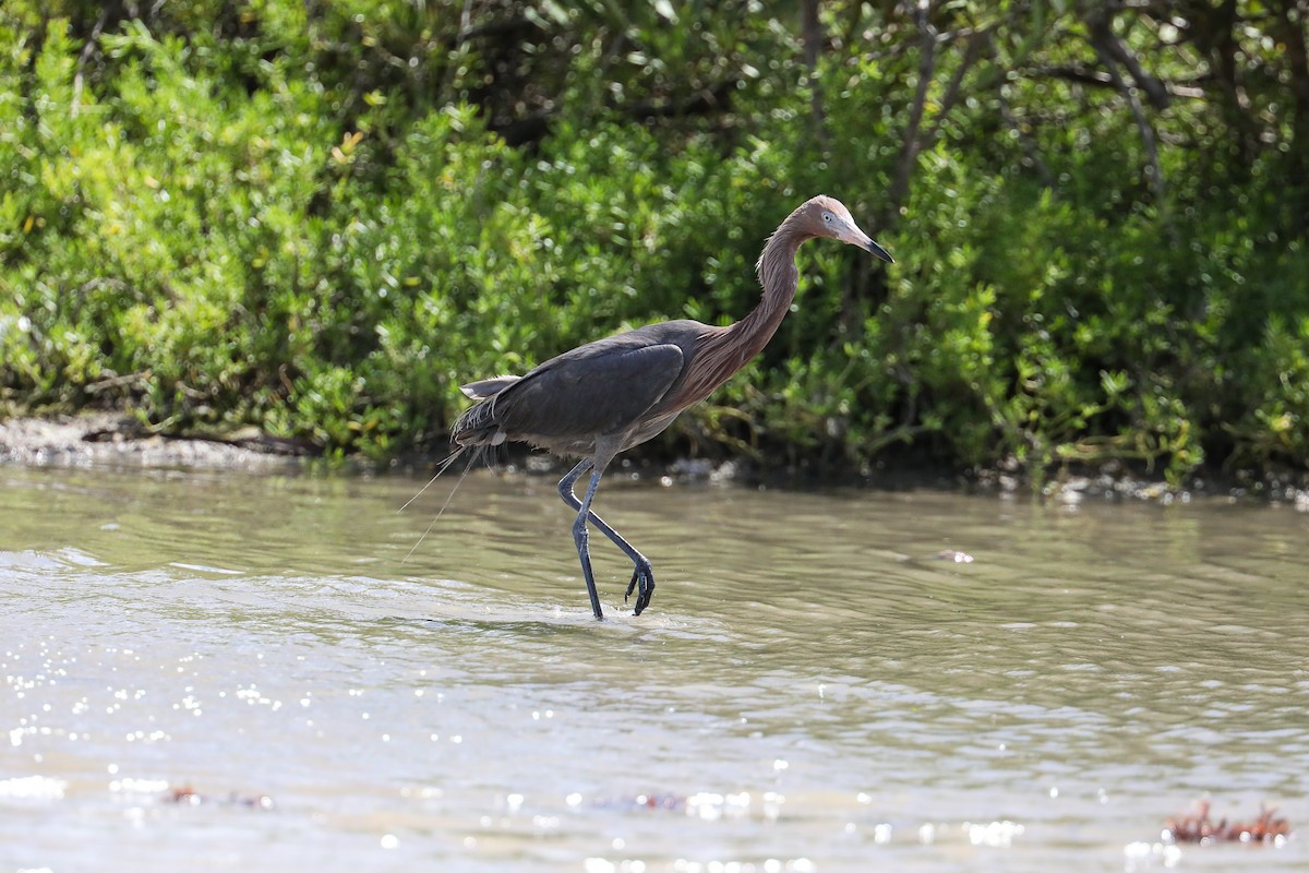 Garceta Rojiza - ML649206340