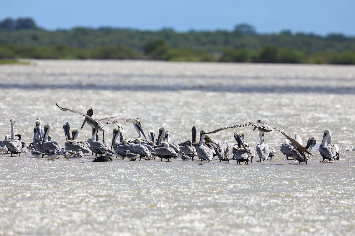 Pelícano Pardo - ML649206372