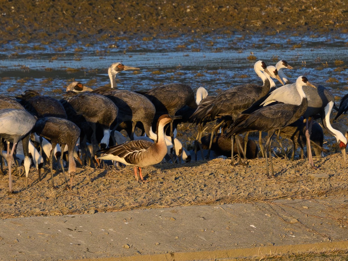 Ánsar Cisnal - ML649206463