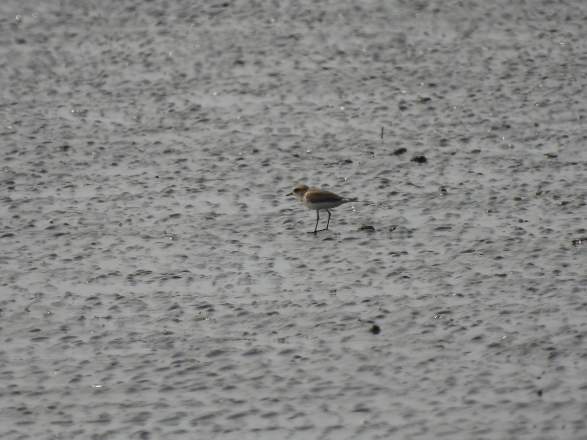 Tibetan Sand-Plover - ML649206464