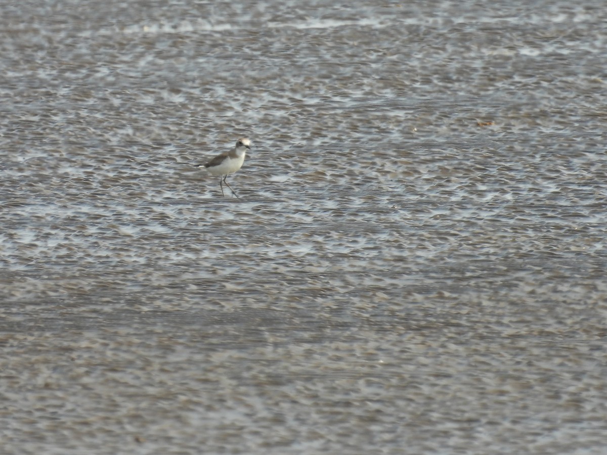 Tibetan Sand-Plover - ML649206465
