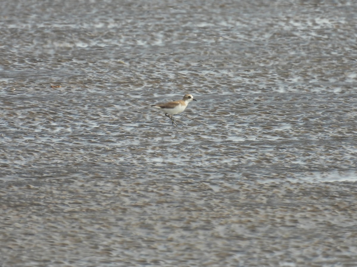 Tibetan Sand-Plover - ML649206466