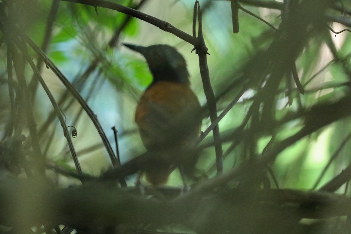 Hormiguero Ventriblanco - ML649206479