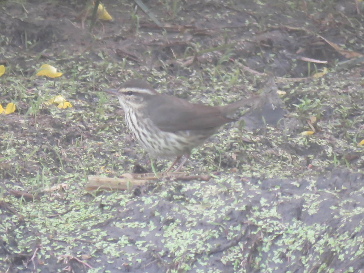 Northern Waterthrush - ML649206517