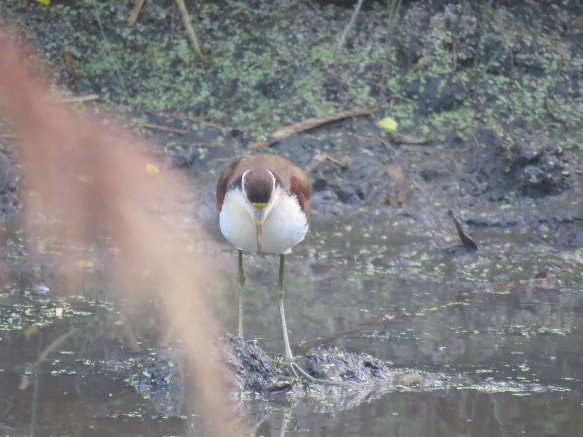 Northern Jacana - ML649206542