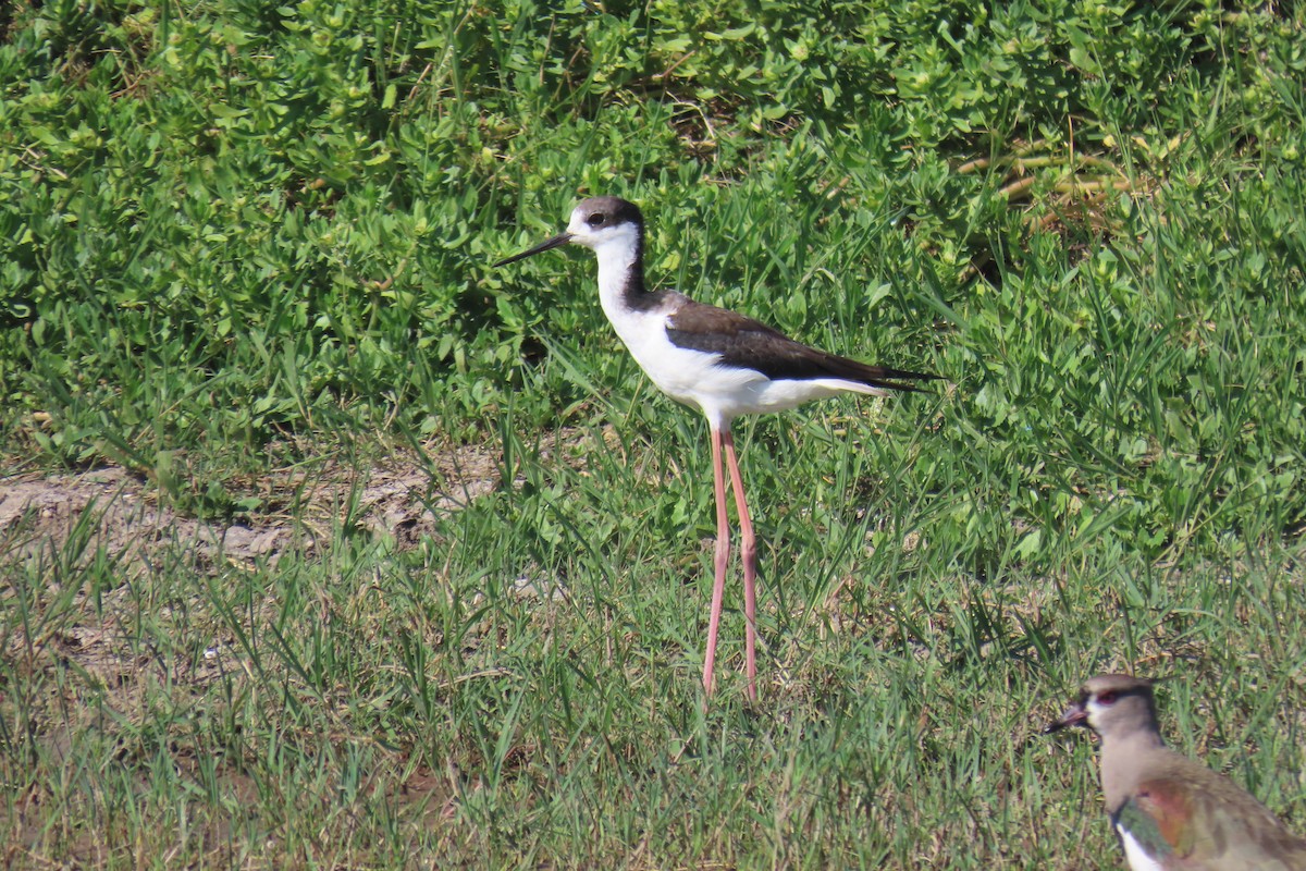 Black-necked Stilt - ML649206549