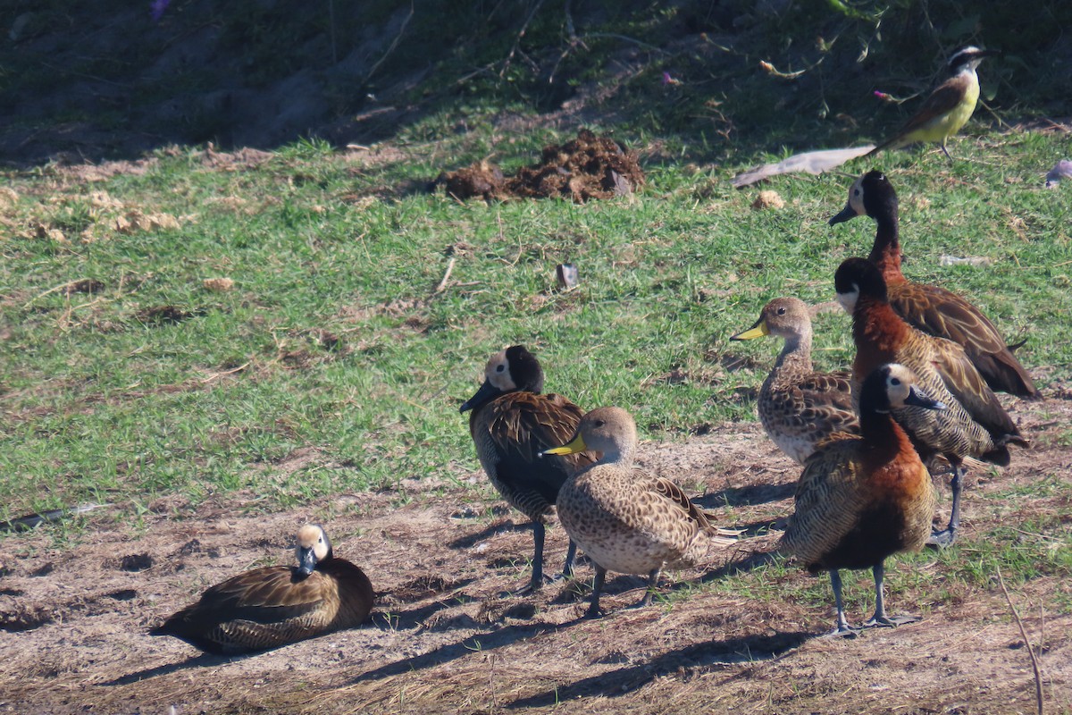 Yellow-billed Pintail - ML649206573
