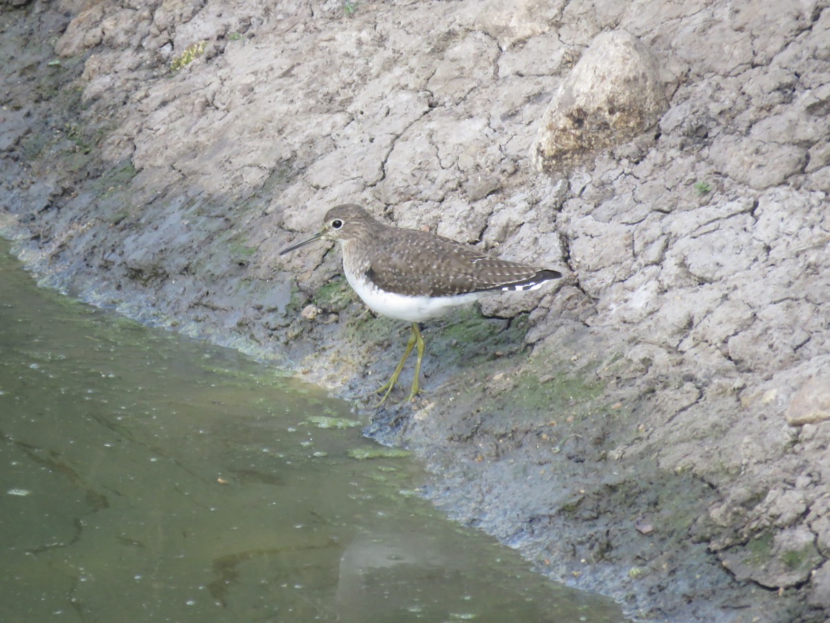 Solitary Sandpiper - ML649206575