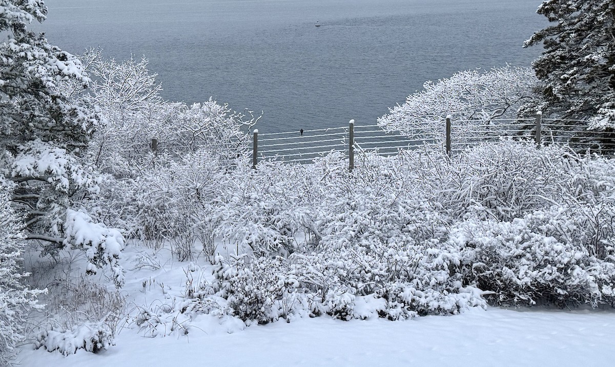 Uzun Kuyruklu Kumru - ML649206580