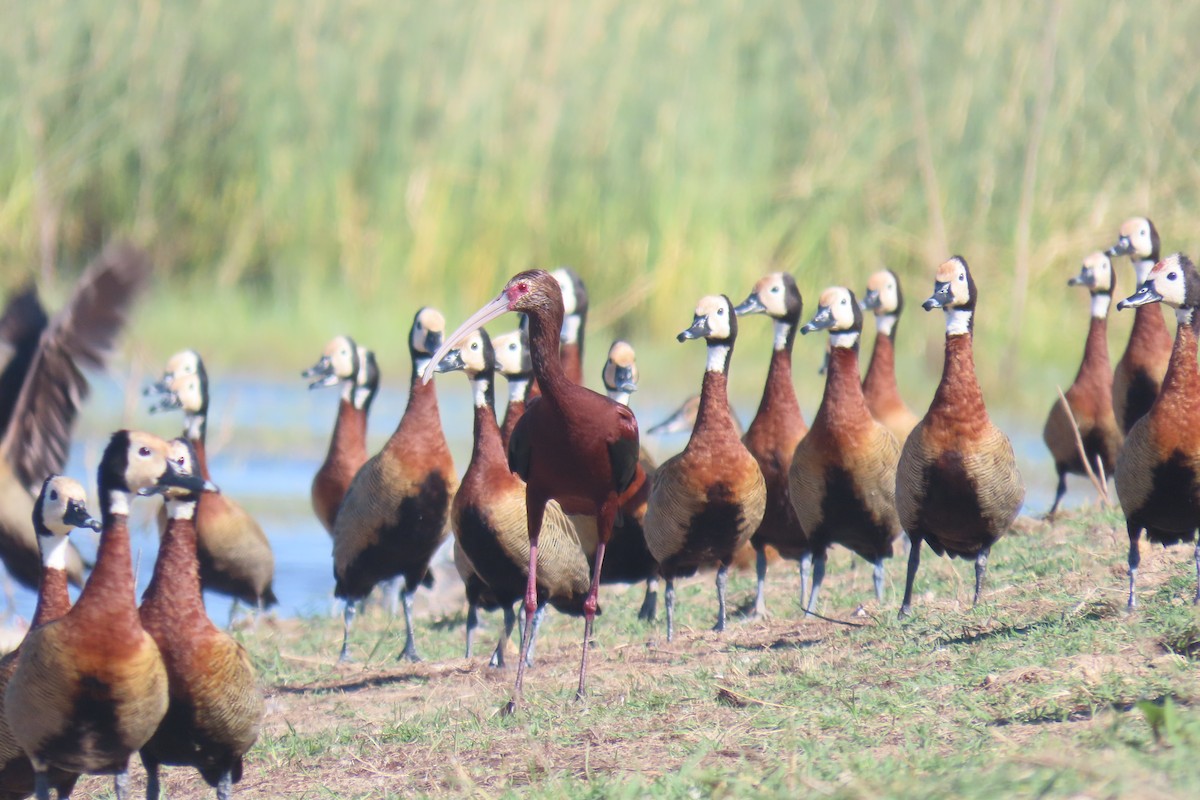 White-faced Ibis - ML649206582