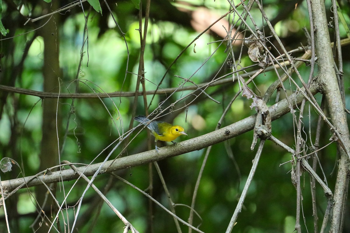 Reinita Protonotaria - ML649206618