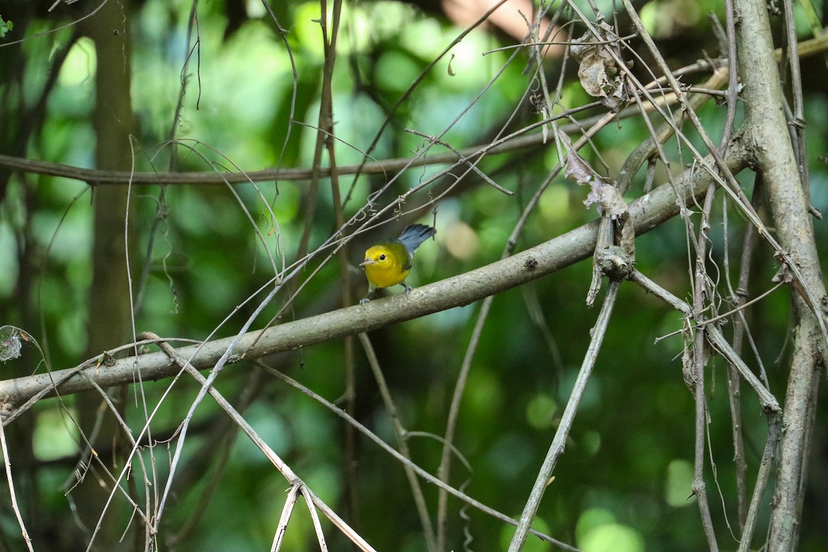 Reinita Protonotaria - ML649206619