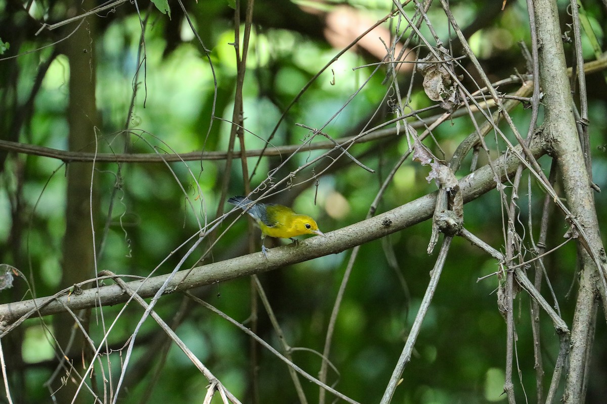 Reinita Protonotaria - ML649206622